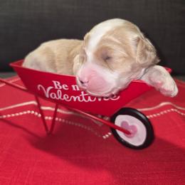 Marcie - Apricot female Aussiedoodle puppy in Cumberland, Rhode Island from W Doodle Crew