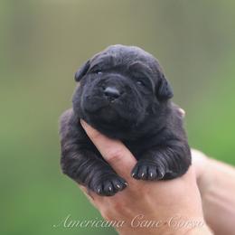 Girl 2 - Chestnut brindle female Cane Corso puppy in Cable, Ohio from Americana Cane Corso