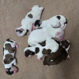 Havanese puppies from GoldDust Havanse