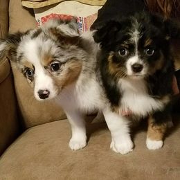 Miniature Australian Shepherds and Toy Australian Shepherds from Donnie's Miniature & Toy Australian Shepherds