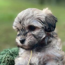 Havanese from It’s A Havanese World