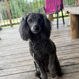 Juden and Janine - Black female Whoodle puppy in Youngstown, Florida from Wonderland’s Boujie Kennels