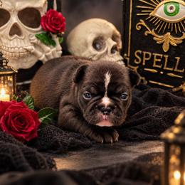 Raven - Brindle and white female French Bulldog puppy in Largo, Florida from Infinity Frenchies