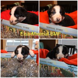 Australian Shepherd Puppies from Not Of This World Australian Shepherds