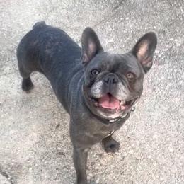 Luna - French Bulldog