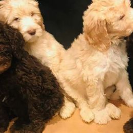 Labradoodles and Poodles from Salley Mcintyre's Labradoodles and Poodles