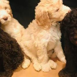 Labradoodles and Poodles from Salley Mcintyre's Labradoodles and Poodles
