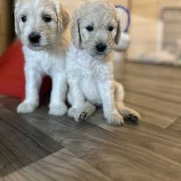 Goldendoodle Puppies from Doodle Love