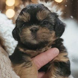 Boo Bear - Black and tan male Shih Tzu puppy in Jacksonville, Florida from Shih Tzus of Jacksonville