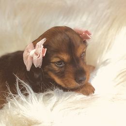 Dachshund Puppies from The Gentle Kennels
