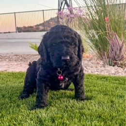 Justice - female Newfypoo puppy in California from Diaz Family Acres Doodles