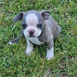 Blue Brindle Girl - Blue female Boston Terrier puppy in Anderson, South Carolina from Lola’s House of Bostons & Rescue