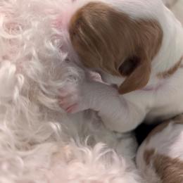 Sprout - Parti male Goldendoodle puppy in Sioux Falls, South Dakota from Dolly's Doodles