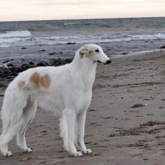 Borzois from Justart Borzoi