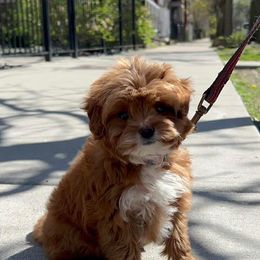 Cavapoo and Goldendoodle Puppies from French Creek Doodles