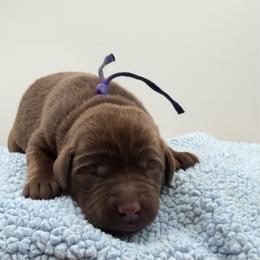 Purple - Chocolate male Labrador Retriever puppy in Heath Springs, South Carolina from Rich Hill Retrievers