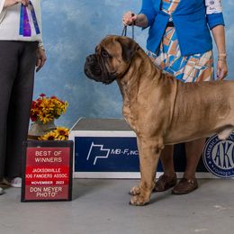 Bullmastiffs from NERO Bullmastiffs