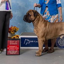 Bullmastiffs from NERO Bullmastiffs