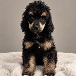 Tiramisu 'misu' - Phantom female Poodle puppy in Grovetown, Georgia from PND Kennel