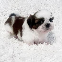 AKC Wrangler - Red and white male Shih Tzu puppy in Greenville, South Carolina from Babyface Shih Tzu