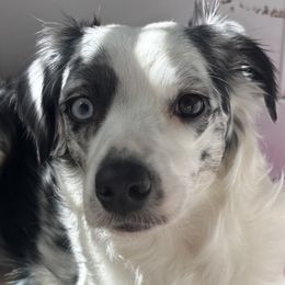 Miniature Australian Shepherds from Ty's Fluff Butt Acres