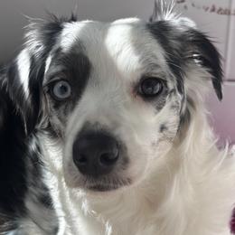 Miniature Australian Shepherds from Ty's Fluff Butt Acres