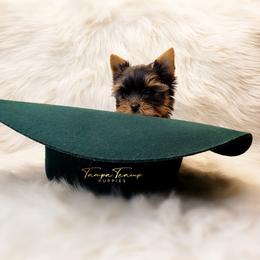 Maltese and Yorkshire Terrier Puppies from Tampa Teacup Puppies