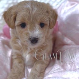Rosie - Apricot female Maltipoo puppy in Spring, Texas from GlamPaw Maltipoos