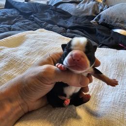 Girl 3/Aqua Collar - Black brindle and white Boston Terrier puppy in Rapid City, South Dakota from Little Daemons Boston Terriers