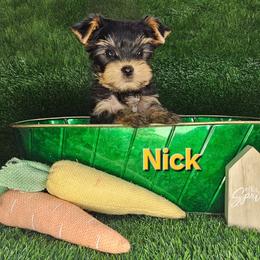 Nick - Black and gold male Yorkshire Terrier puppy in Denver, Colorado from Totty's Tiny Paws