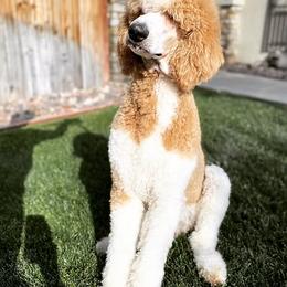 Bernedoodle Puppies from SoCal Bernedoodles