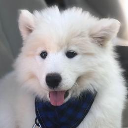 'Independence' (purple girl) - White female Samoyed puppy in Bearcreek, Montana from Morning Star Samoyeds