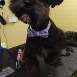 Miniature Schnauzers and Schnoodles from DM Schnoodles and schnauzers
