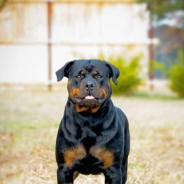 Freya  - Rottweiler