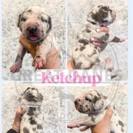 Ketchup - Harlequin female Great Dane puppy in Sac City, Iowa from Northern Great Danes of Colorado & Iowa