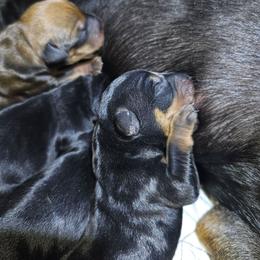 Black Tan Male 4 - Black male German Pinscher puppy in Chatham, Virginia from WMHK9/Roolyn German Pinschers