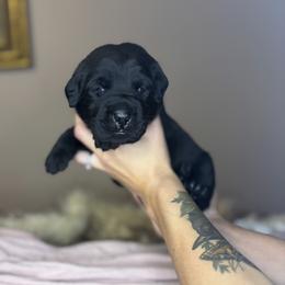 Bear - Black male Labrador Retriever puppy in Rocky Top, Tennessee from Rocky Top Retrievers