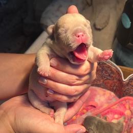 French Bulldog Puppies from Fav Frenchie Boutique Frenchies