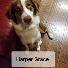 Harper Grace - Australian Shepherd