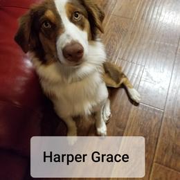 Harper Grace - Australian Shepherd