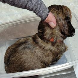 Dachshund Puppies from CLARK'S BREEDING PROGRAM