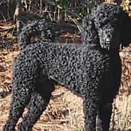 Poodles from Tommy Jones