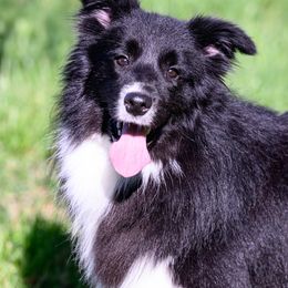 Theodore (TEDDY) - Border Collie