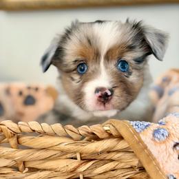 Dolly - Blue merle female Toy Australian Shepherd puppy in Covington, Louisiana from Corner Oak Aussies