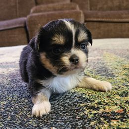 Boy 2 - Black and tan male Chihuahua puppy in Brownsville, Texas from Inuzuka Chis