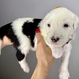 Orange collar - Black and white female Sheepadoodle puppy in Camden, North Carolina from Luv My Doodle