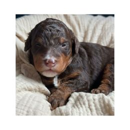 Ducky - Brown and white female Bernedoodle puppy in Hillsboro, Oregon from Myt fine doodles