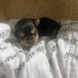 Mae - Black and gold female Morkie puppy in Festus, Missouri from Impeccable Pups