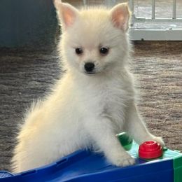 Phillipe - White male Pomsky puppy in Barryton, Michigan from JHS Pomsky