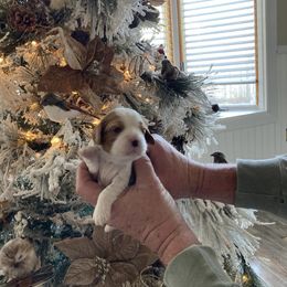 Cavalier King Charles Spaniel Puppies from Mystic Cavaliers & Cavapoos